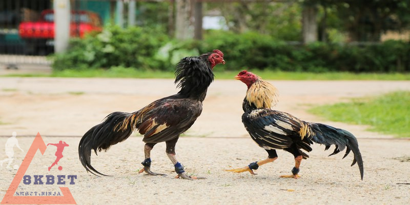 Phân biệt loại hình chọi kê cựa sắt và cựa dao